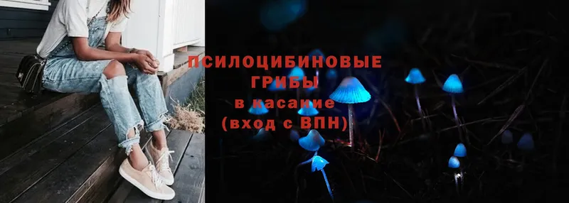 Псилоцибиновые грибы Psilocybe  Воронеж 